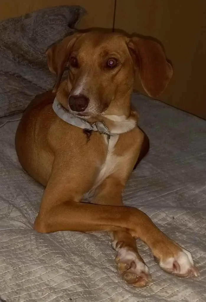 Cachorro ra a  idade 2 anos nome Lola