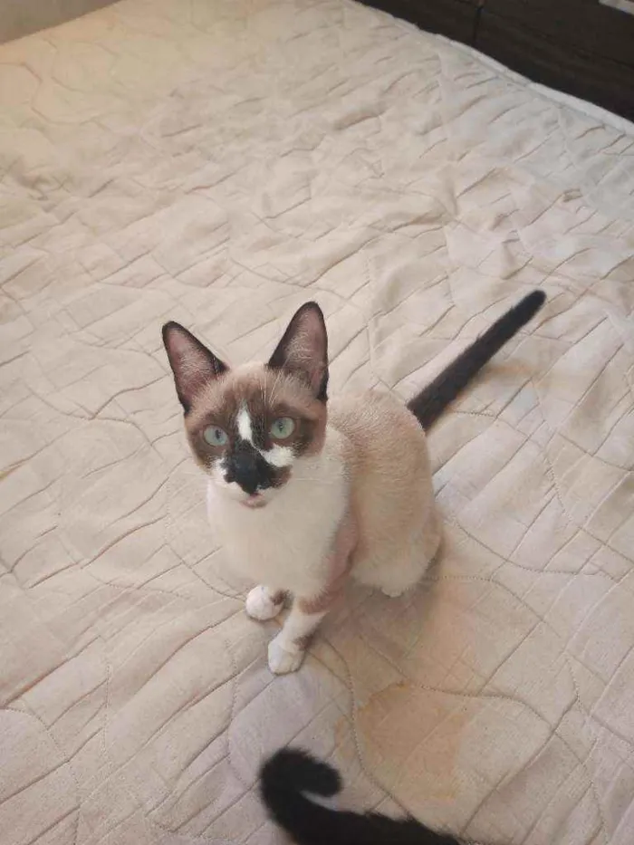 Gato raça  idade 7 a 11 meses nome Cristal