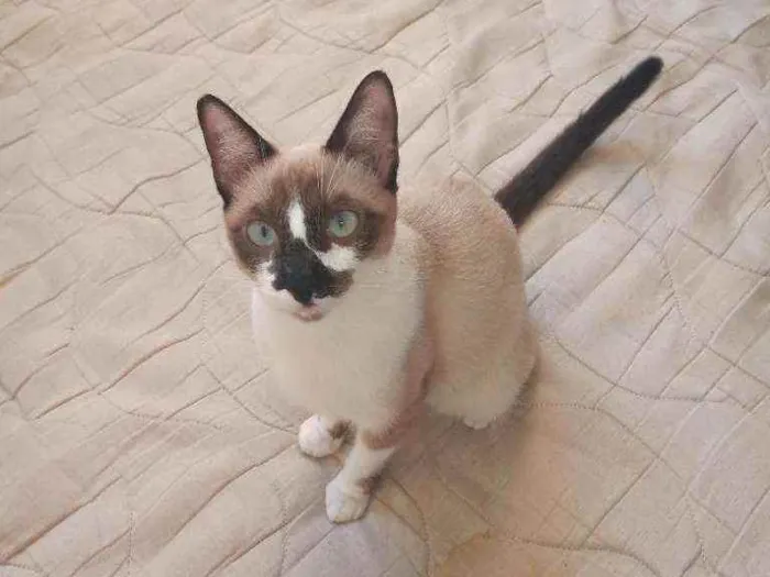Gato raça  idade 7 a 11 meses nome Cristal