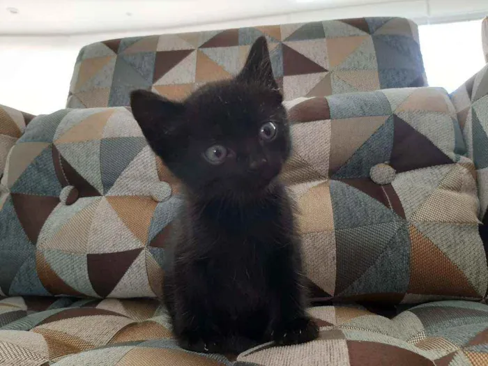 Gato raça SRD  idade Abaixo de 2 meses nome Princess 