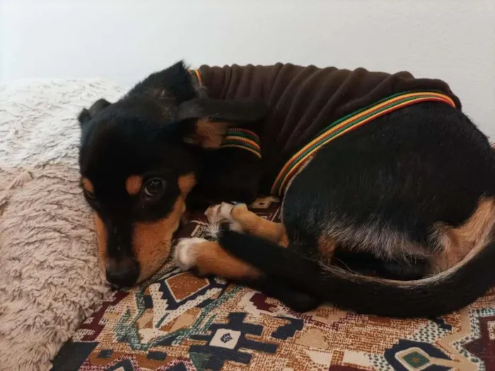 Cachorro ra a  idade 2 a 6 meses nome Cachorrro