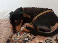 Cachorrro