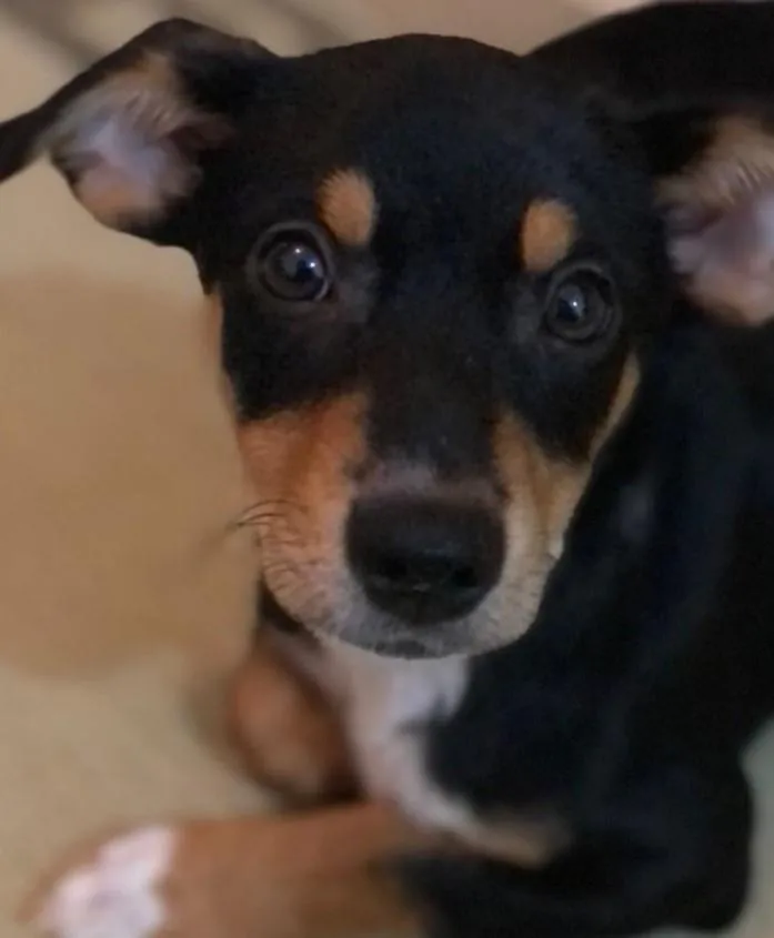 Cachorro ra a  idade 2 a 6 meses nome Cachorrro