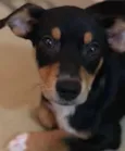 Cachorrro