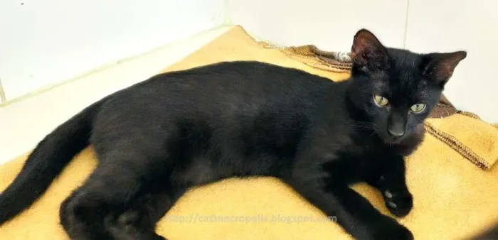 Gato ra a srd idade 2 a 6 meses nome flhotinhos