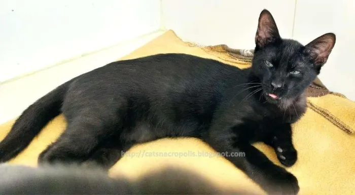 Gato ra a srd idade 2 a 6 meses nome flhotinhos