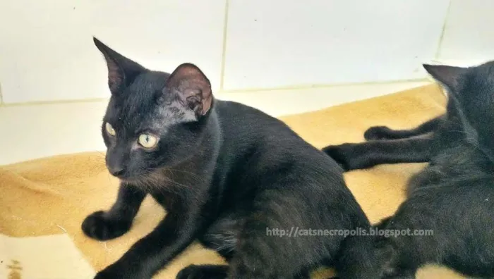 Gato ra a srd idade 2 a 6 meses nome flhotinhos
