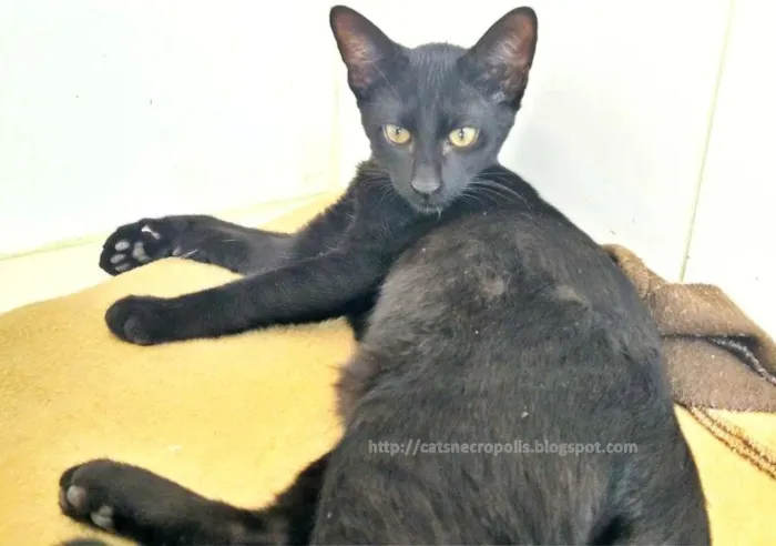 Gato ra a srd idade 2 a 6 meses nome flhotinhos