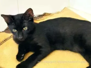 Gato raça srd idade 2 a 6 meses nome flhotinhos