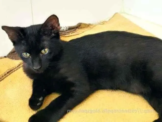 Gato ra a srd idade 2 a 6 meses nome flhotinhos