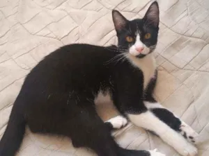 Gato raça  idade 7 a 11 meses nome Melvim