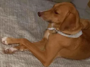 Cachorro raça  idade 2 anos nome Lola