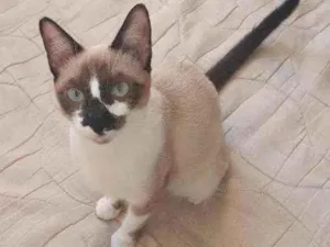 Gato raça  idade 7 a 11 meses nome Cristal