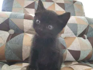 Gato raça SRD  idade Abaixo de 2 meses nome Princess 