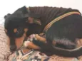 Cachorrro