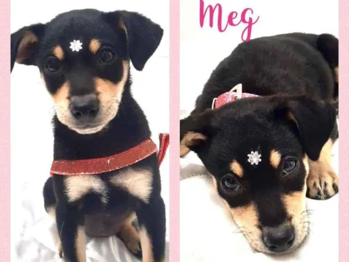 Cachorro ra a SRD  idade 2 a 6 meses nome Meg 