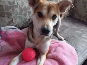 Cachorro raça Srd idade 2 anos nome Billy 