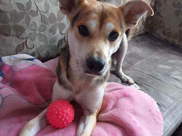 Cachorro raça Srd idade 2 anos nome Billy 