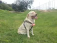 Penélope 