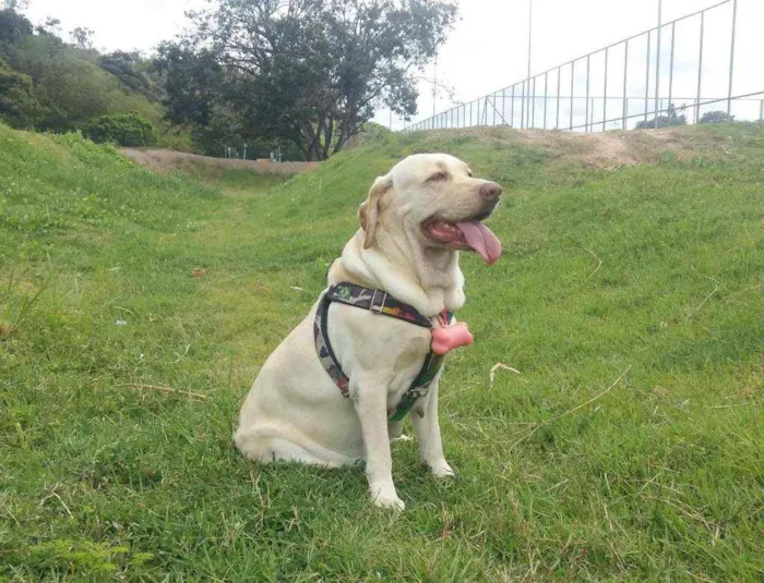 Cachorro raça Labrador idade 6 ou mais anos nome Penélope 
