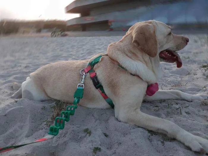 Cachorro raça Labrador idade 6 ou mais anos nome Penélope 