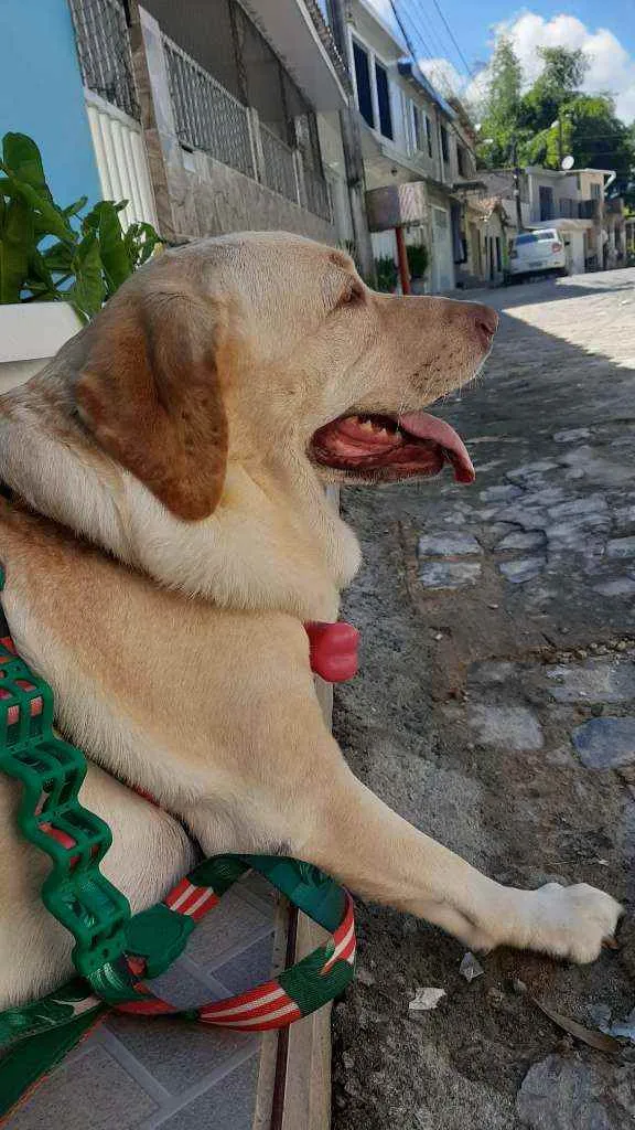 Cachorro raça Labrador idade 6 ou mais anos nome Penélope 