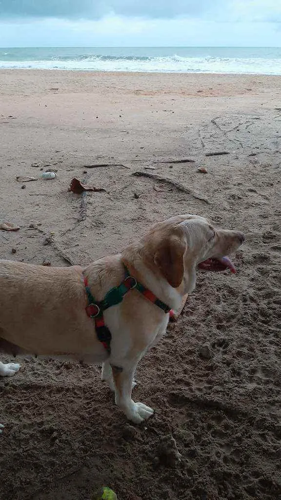 Cachorro raça Labrador idade 6 ou mais anos nome Penélope 