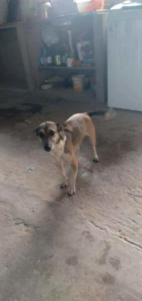 Cachorro ra a Indefinida  idade 7 a 11 meses nome Rubi