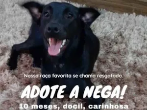 Cachorro raça SRD idade 1 ano nome Nega