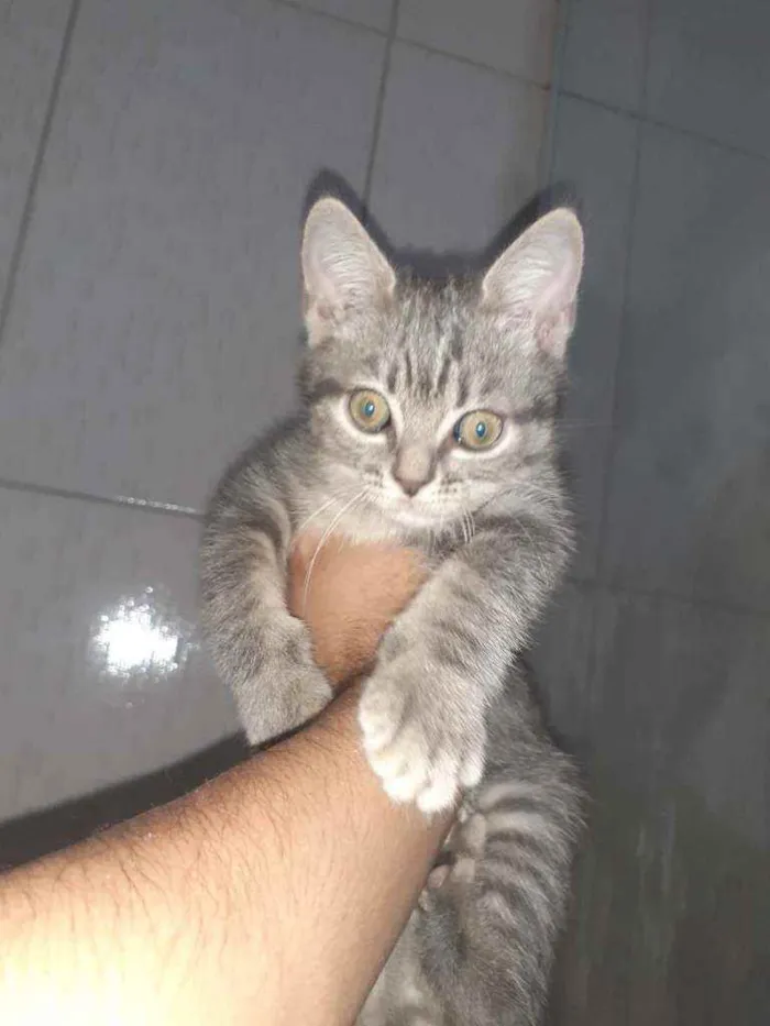 Gato ra a  idade 2 a 6 meses nome indefinido 