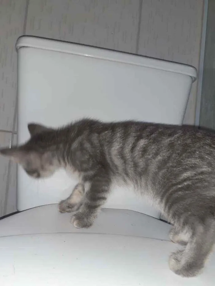 Gato ra a  idade 2 a 6 meses nome indefinido 