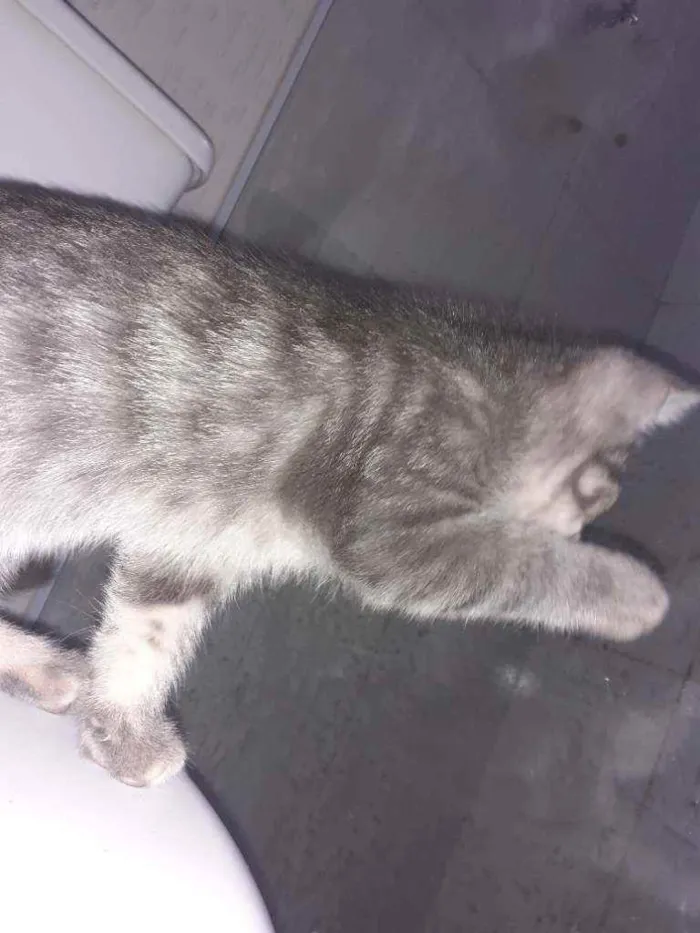 Gato ra a  idade 2 a 6 meses nome indefinido 