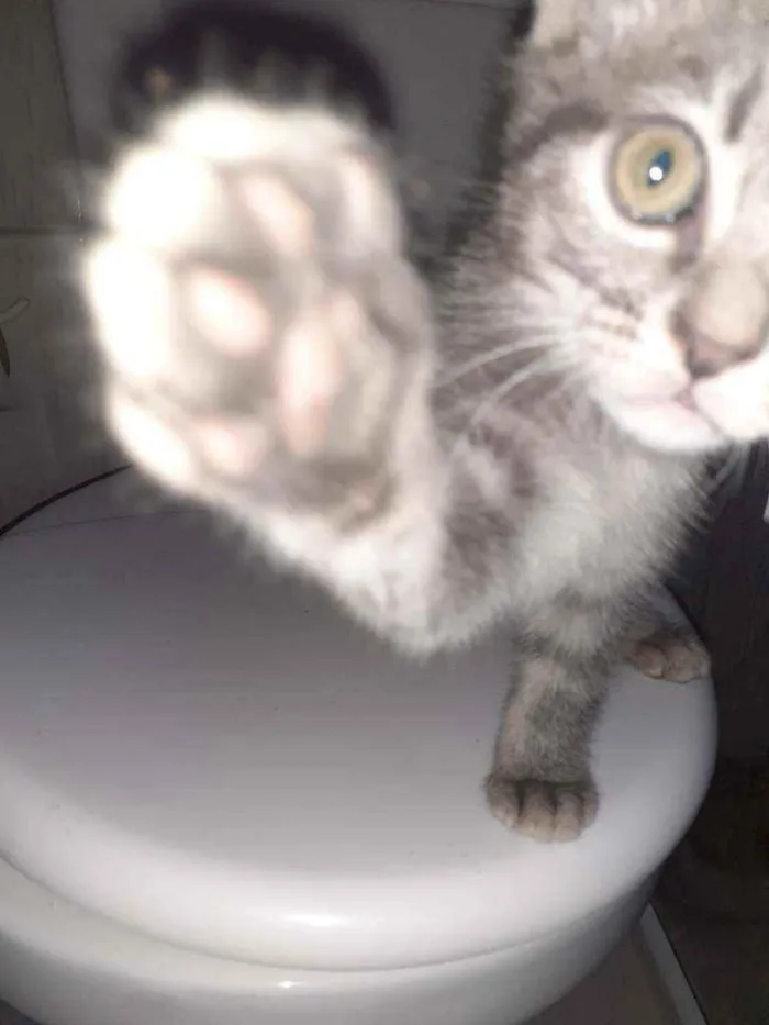 Gato ra a  idade 2 a 6 meses nome indefinido 