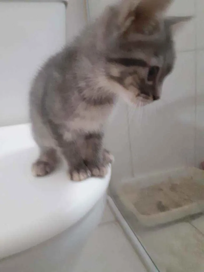 Gato ra a  idade 2 a 6 meses nome indefinido 