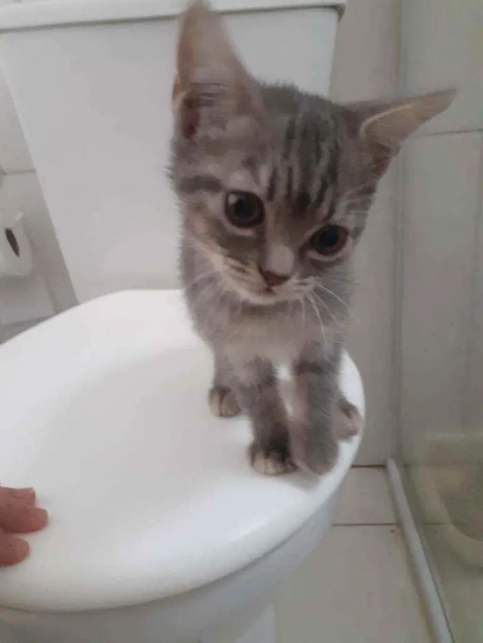 Gato ra a  idade 2 a 6 meses nome indefinido 