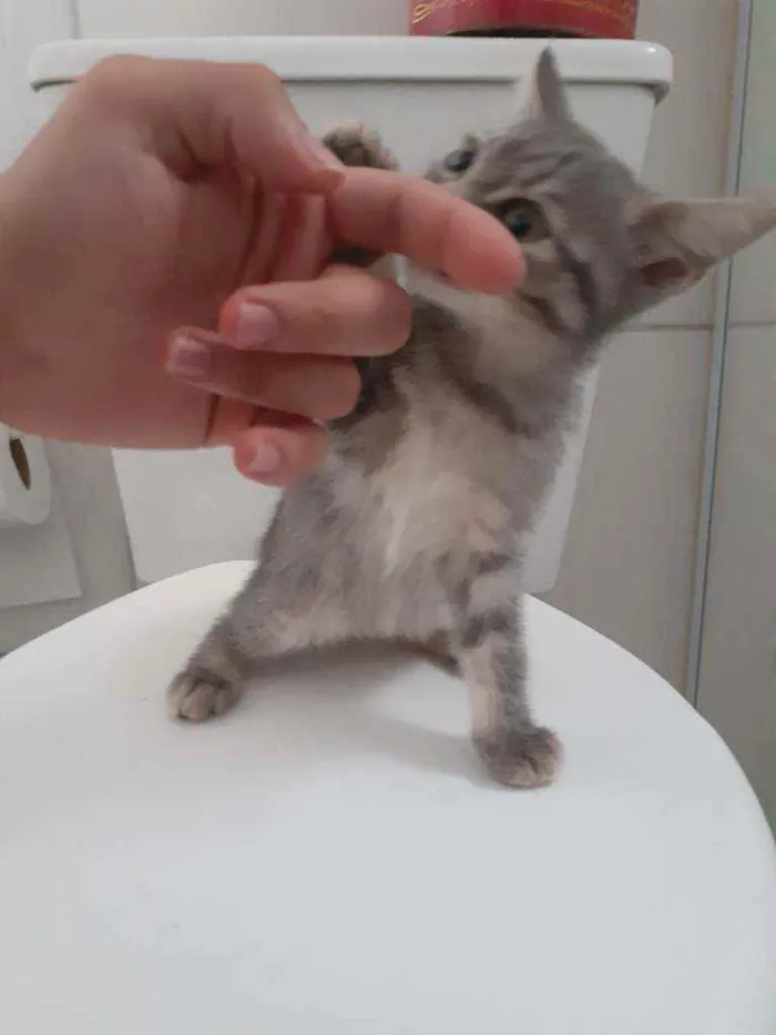 Gato ra a  idade 2 a 6 meses nome indefinido 
