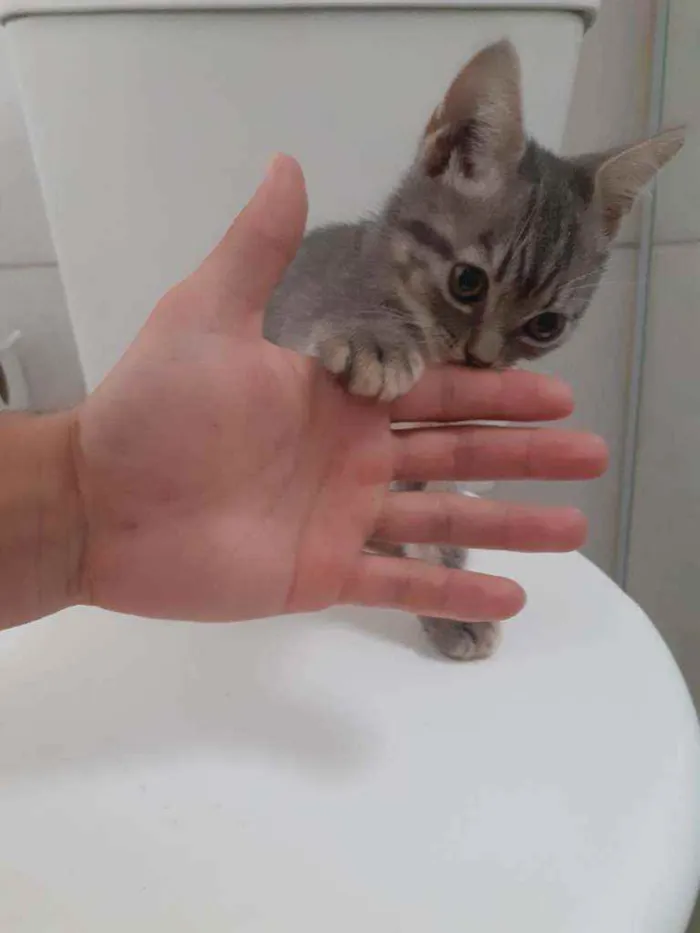 Gato ra a  idade 2 a 6 meses nome indefinido 