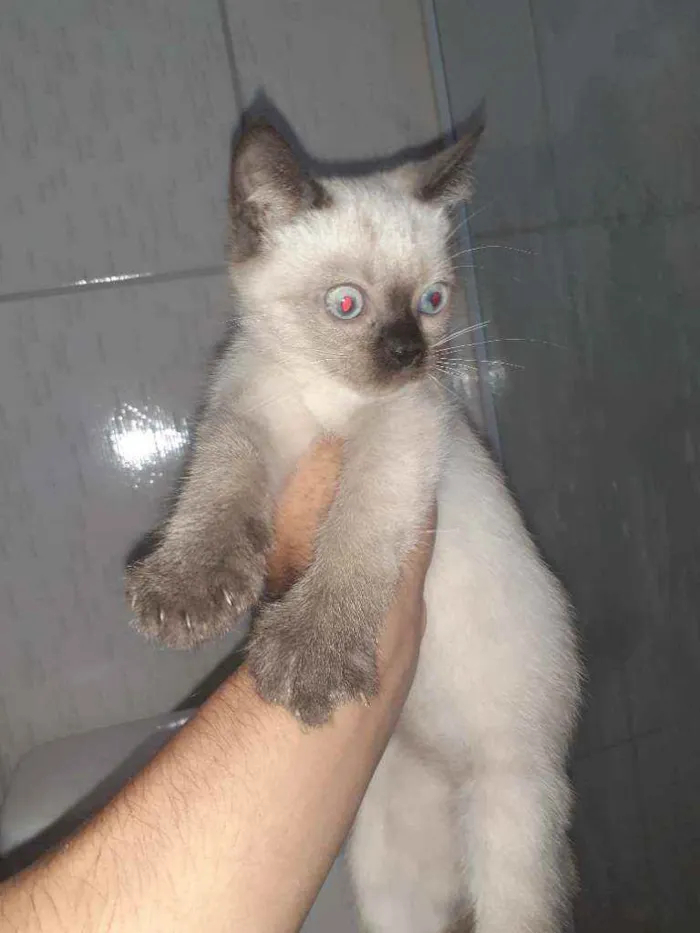 Gato ra a  idade 2 a 6 meses nome indefinido 