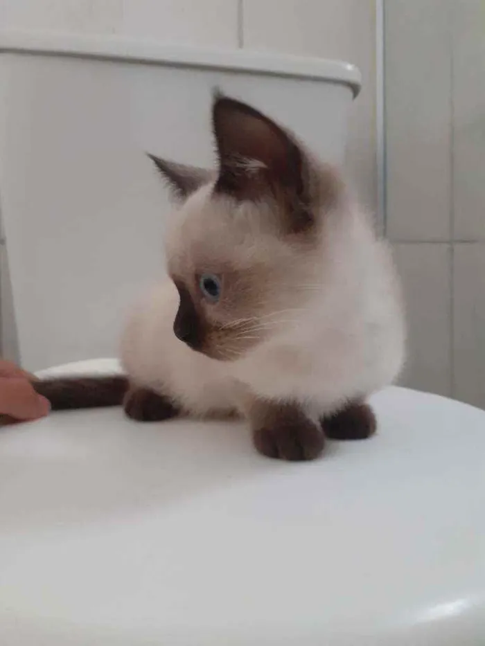 Gato ra a  idade 2 a 6 meses nome indefinido 