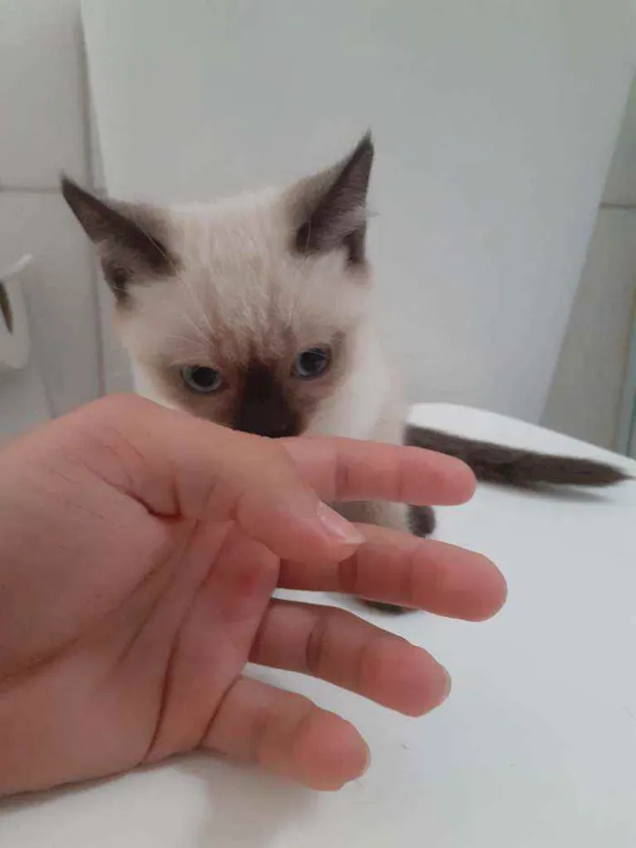 Gato ra a  idade 2 a 6 meses nome indefinido 