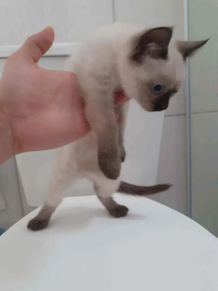 Gato ra a  idade 2 a 6 meses nome indefinido 