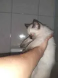 indefinido 