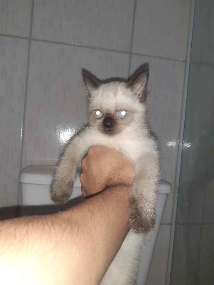 Gato ra a  idade 2 a 6 meses nome indefinido 