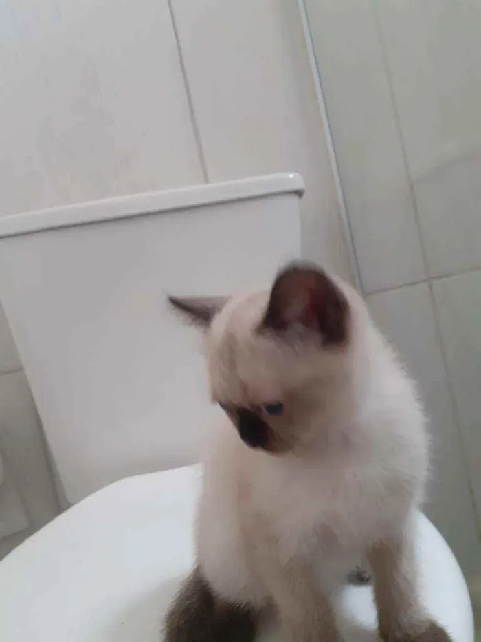 Gato ra a  idade 2 a 6 meses nome indefinido 
