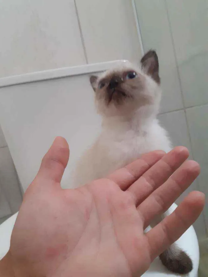 Gato ra a  idade 2 a 6 meses nome indefinido 