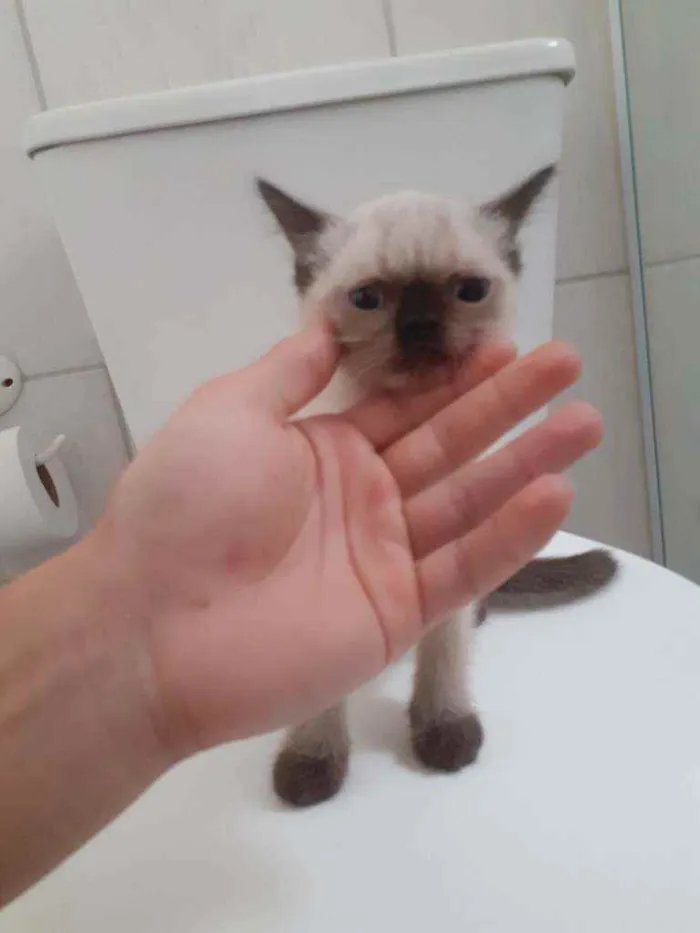Gato ra a  idade 2 a 6 meses nome indefinido 