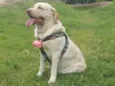 Penélope 