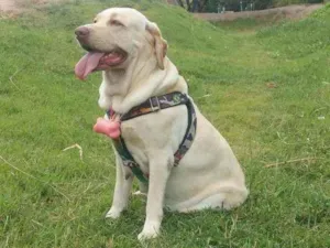 Cachorro raça Labrador idade 6 ou mais anos nome Penélope 