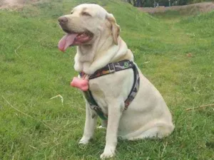 Cachorro raça Labrador idade 6 ou mais anos nome Penélope 