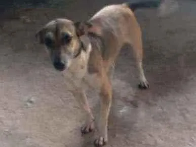 Cachorro ra a Indefinida  idade 7 a 11 meses nome Rubi